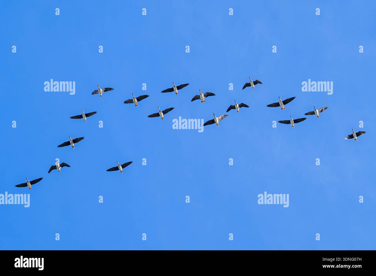 Troupeau d'oies migratrices de la toundra (Anser serrirostris) volant en formation en V contre le ciel bleu en hiver Banque D'Images