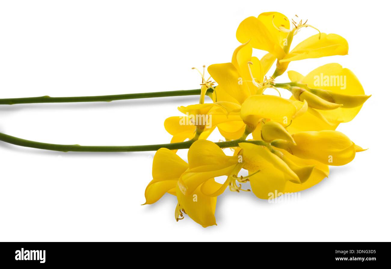 Fleurs genêt isolé sur fond blanc Banque D'Images