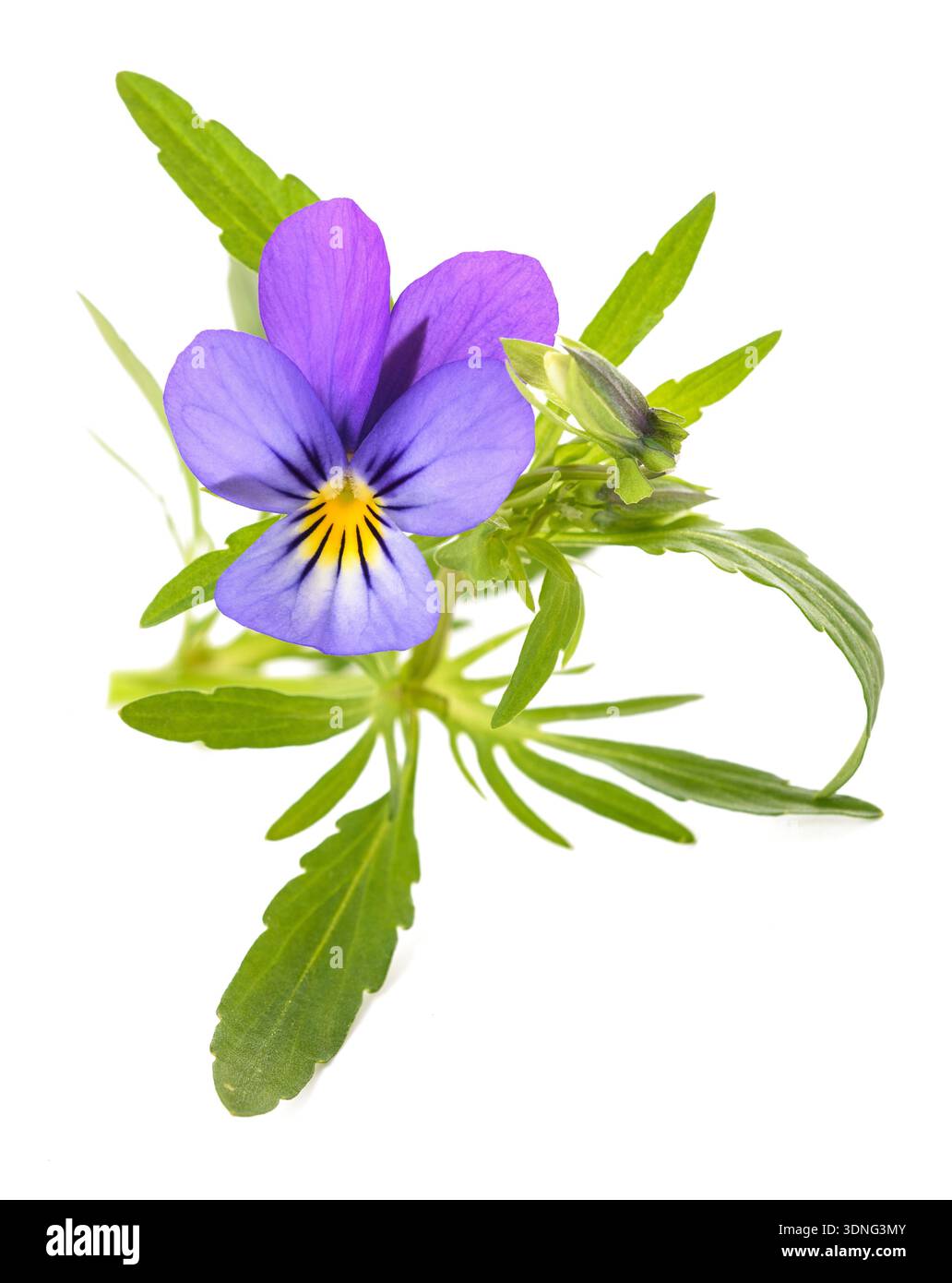Viola tricolor isolé sur fond blanc Banque D'Images