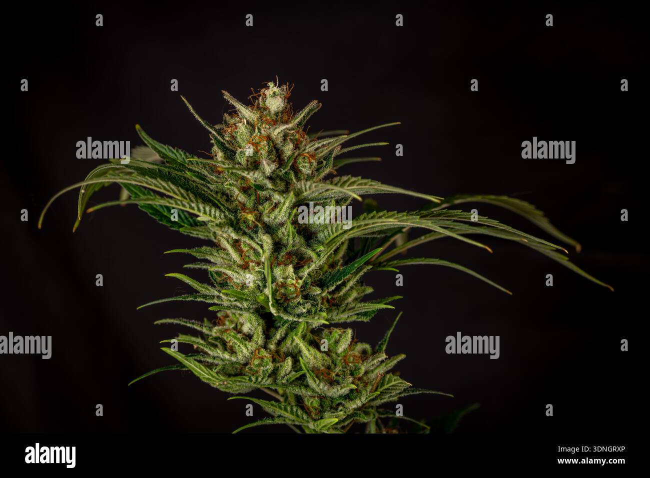 Fleur de marijuana mature variété de reine spéciale avec fond de mur noir Banque D'Images