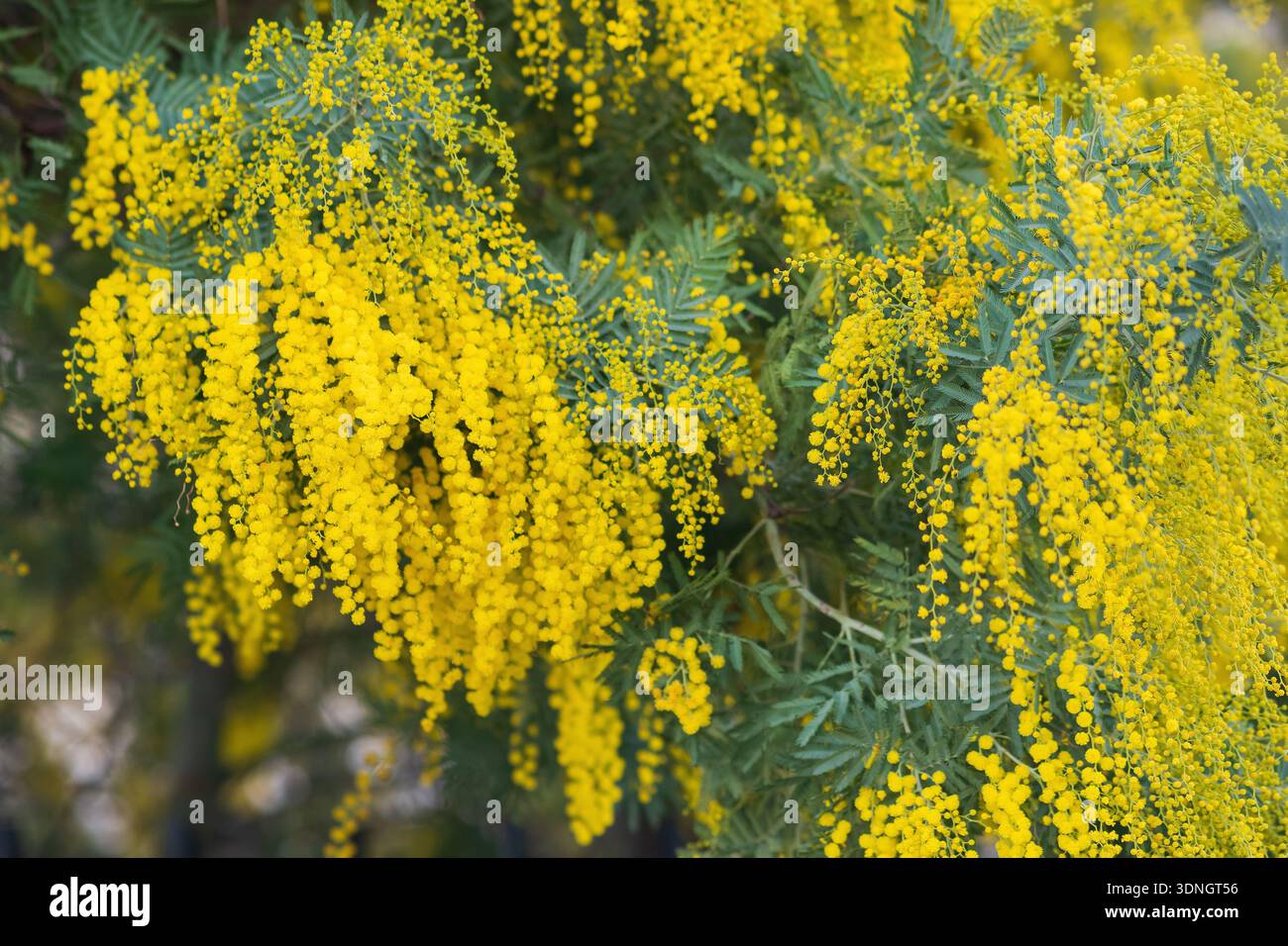 Fleurs de mimosa jaune sur un arbre au printemps. Gros plan. Banque D'Images