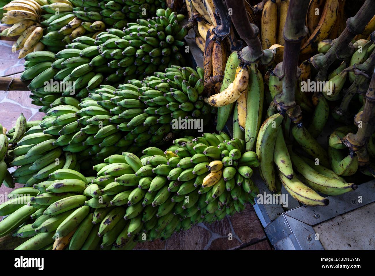 Fruits de bananes biologiques frais à vendre sur un marché à Manaus, Amazonas, Brésil. Agriculture familiale agriculture. Concept de nourriture saine, durabilité. Banque D'Images