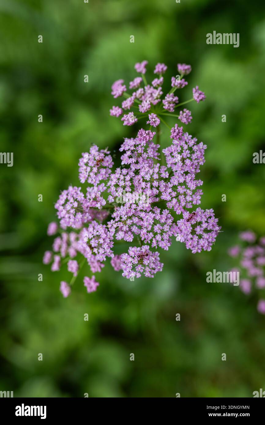 De délicates grappes de fleurs roses de Pimpinella saxifraga sont affichées en gros plan, avec des détails botaniques complexes. Banque D'Images