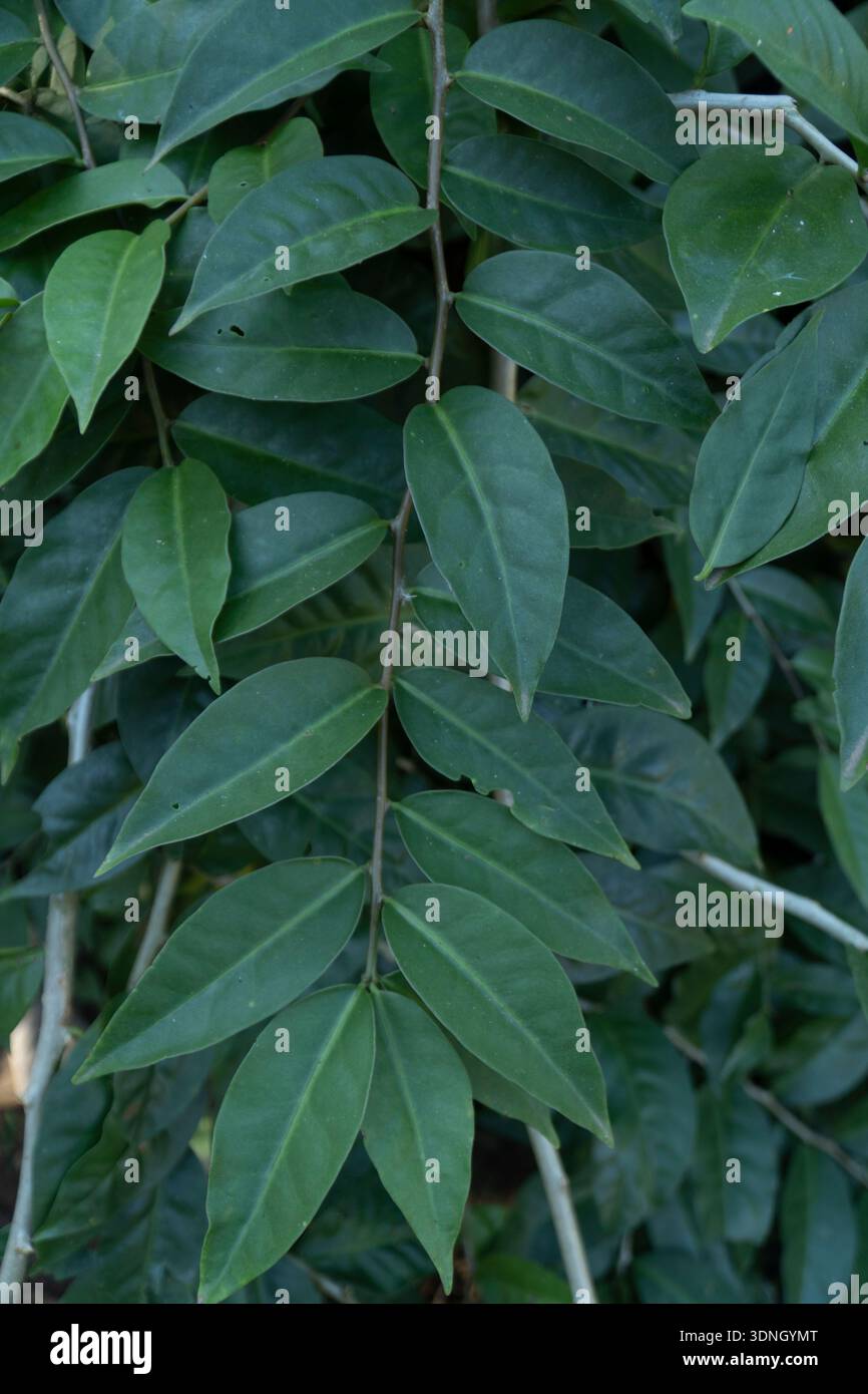 Feuilles fraîches d'Ora pro nobis dans un jardin biologique. Agriculture familiale agriculture. Pereskia aculeata. Alimentation saine, durabilité. Banque D'Images