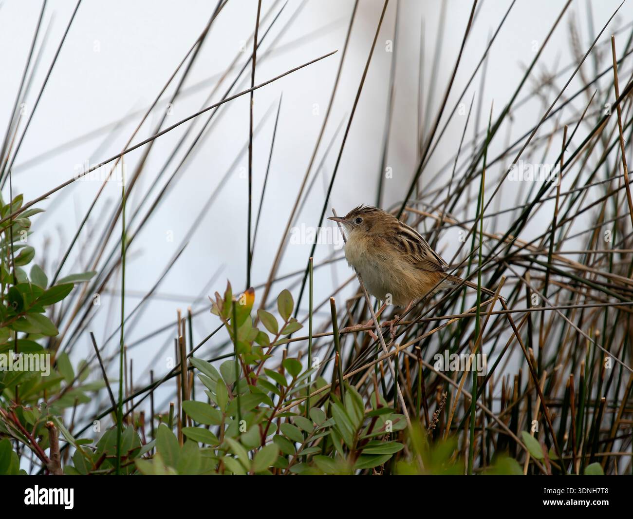 Zitting cisticola, Cisticola juncidis, oiseau unique sur roseaux, Espagne, février 2026 Banque D'Images