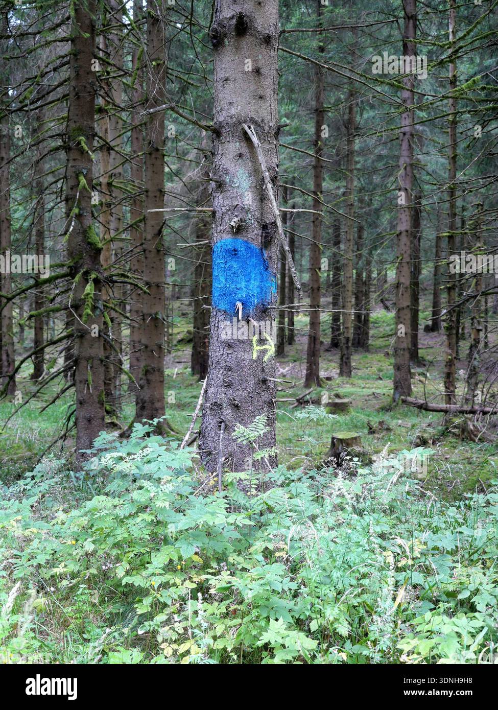 Gros plan d’un tronc de conifère avec un marquage bleu, un « H » jaune et le numéro « 1 » dans une forêt de pins ; le marquage indique un arbre d’habitat. Banque D'Images