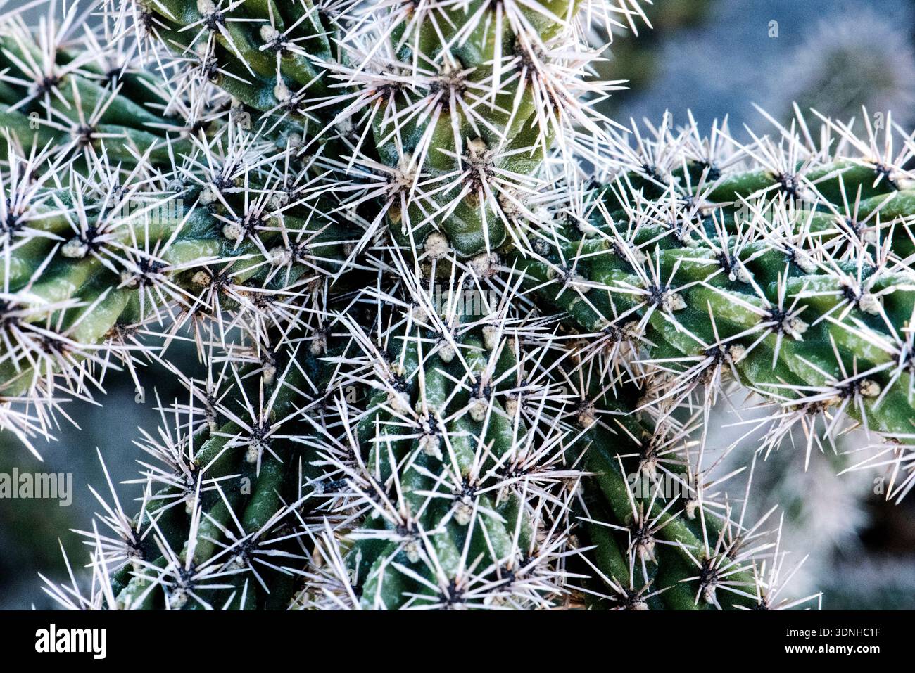 Cylindropuntia spinosior, cholla canne, cholla épineuse et cactus de bâton de marche, est une espèce de cactus des déserts nord-américains. Il est originaire d'Arizon Banque D'Images