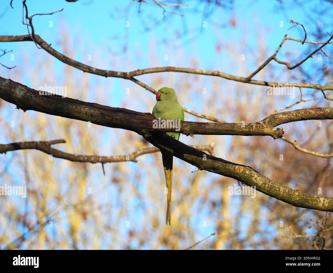 Perruche isolée femelle sauvage à col annulaire (psittacula krameri) ou perruche à cernes roses dans une branche d'arbre par une journée ensoleillée de janvier. Hampstead Heath, Lô Banque D'Images