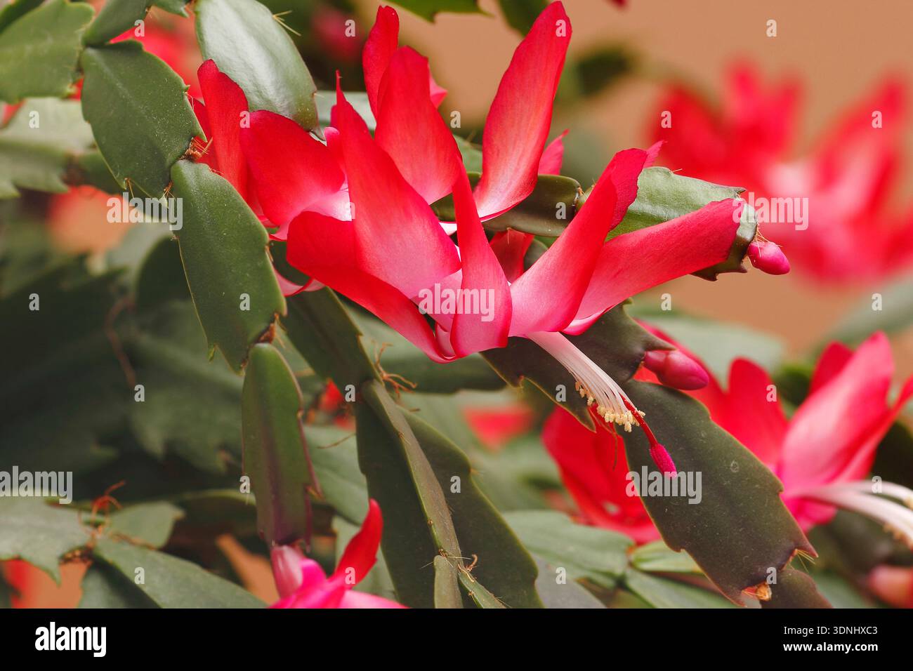 Cactus de noël (Schlumbergera-hybride), fleurs Banque D'Images