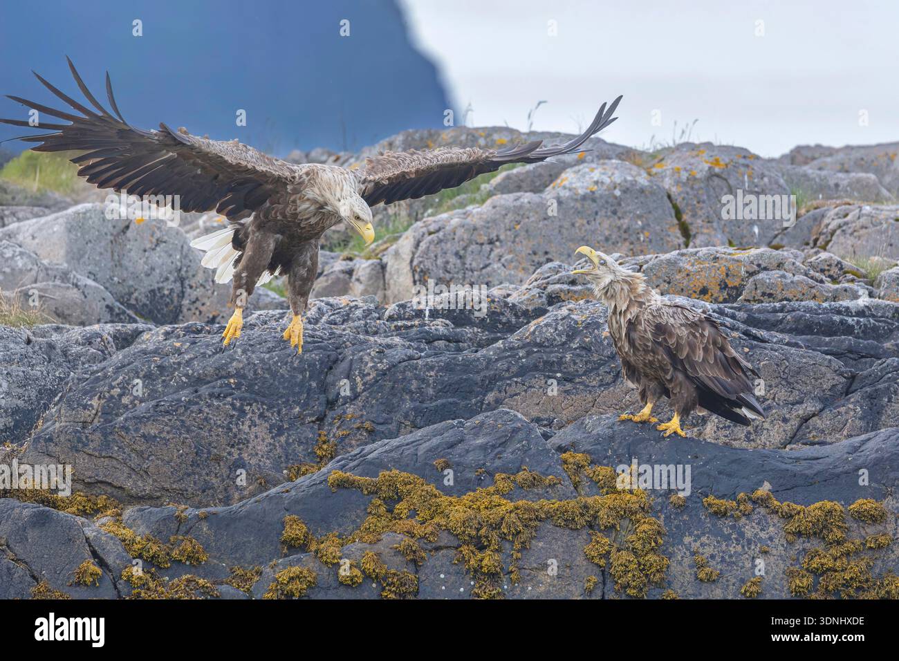 Aigle de mer à queue blanche (Haliaeetus albicilla), adulte sur une île rocheuse dans la mer près d'un autre aigle, Norvège, îles Lofoten, Svolvaer Banque D'Images