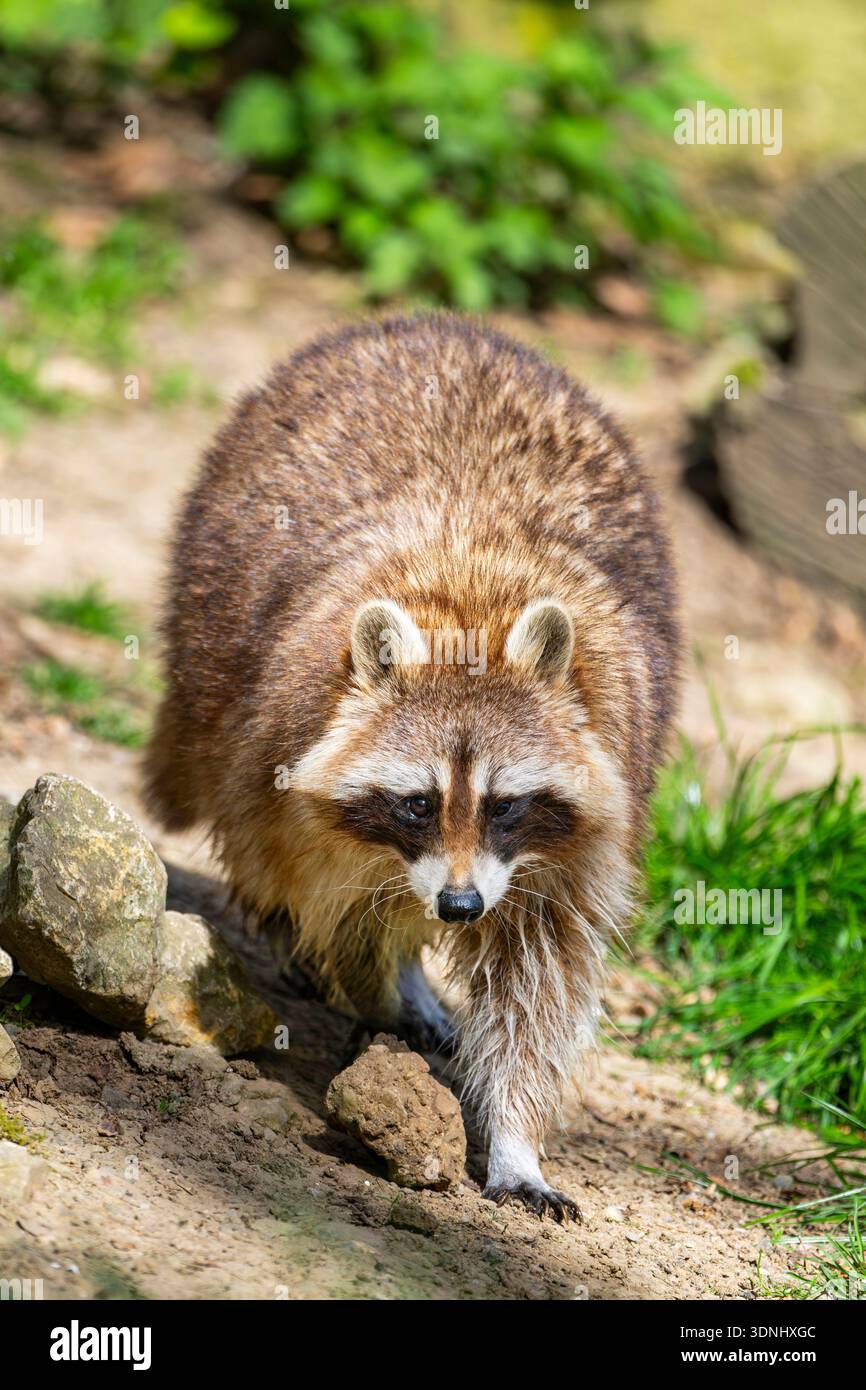 Raton laveur commun (Procyon lotor), marchant le long du rivage, vue de face, Allemagne, Bavière Banque D'Images
