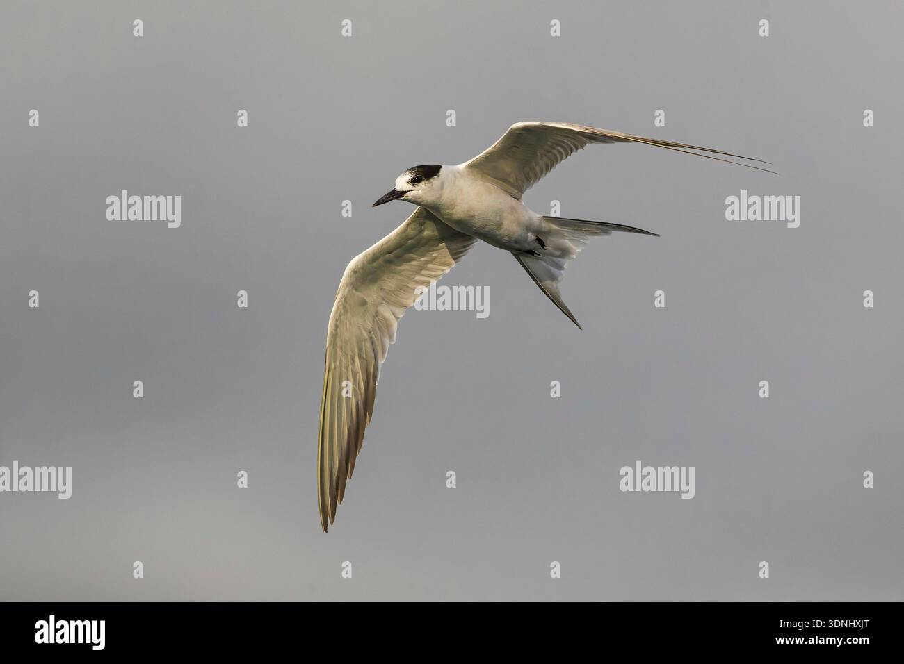 Sterne commune (Sterna hirundo), en vol par mauvais temps, Portugal, Açores Banque D'Images