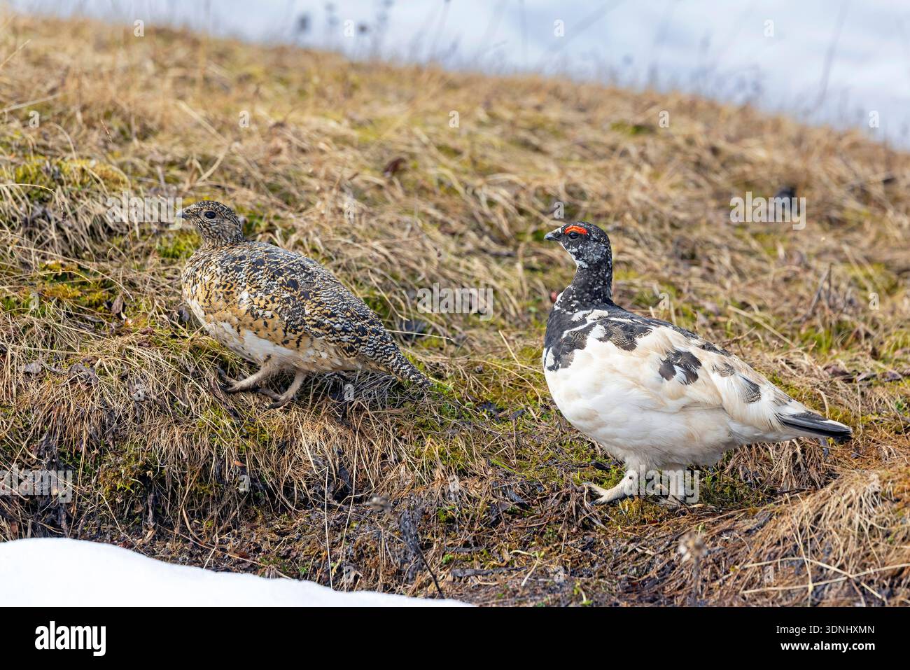 Rock ptarmigan, poulet des neiges (Lagopus muta, Lagopus mutus), deux cours à travers une laine de montagne, Suède, Norrbotten, Parc National d'Abisko Banque D'Images