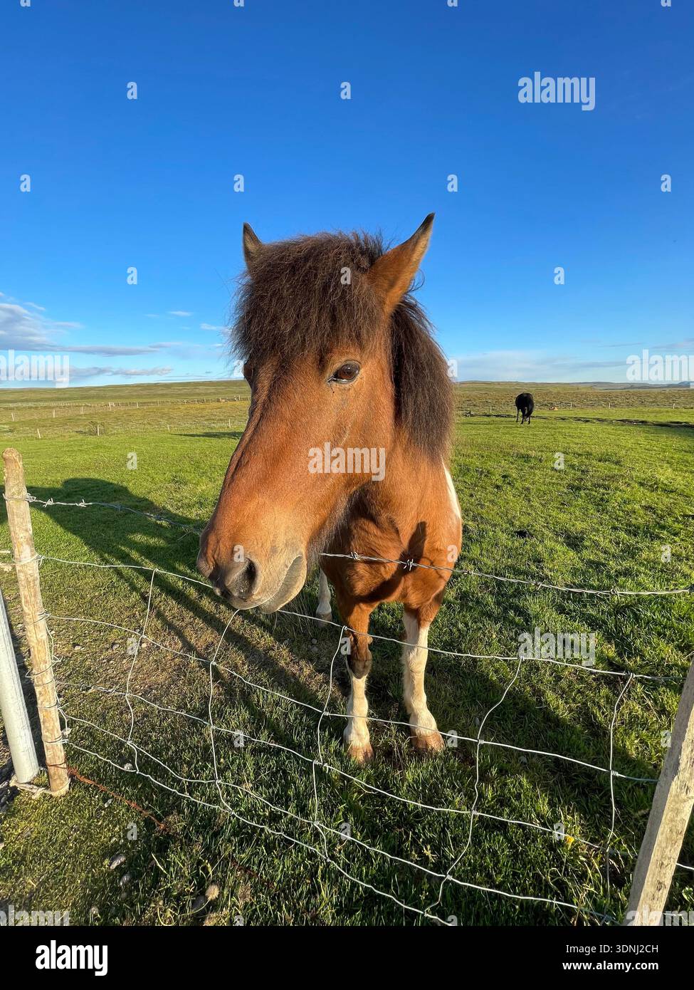 Gros plan d'un portrait de cheval islandique. - Image de stock capturée avec un smartphone