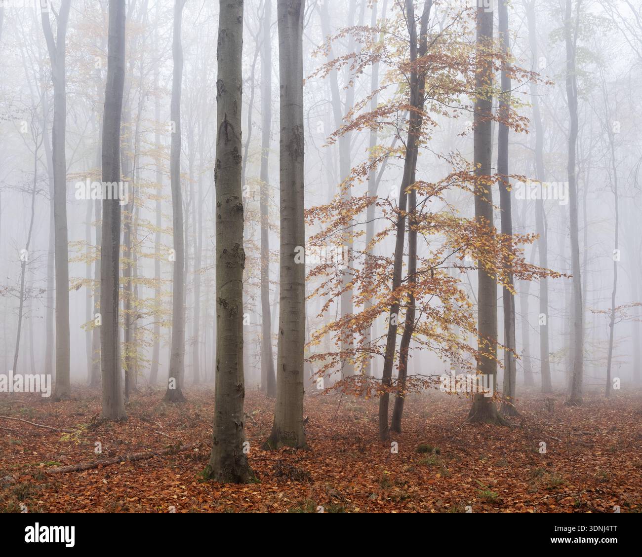 Forêt de hêtres avec les dernières feuilles colorées, brouillard épais, Burgenlandkreis, Saxe-Anhalt, Allemagne Banque D'Images