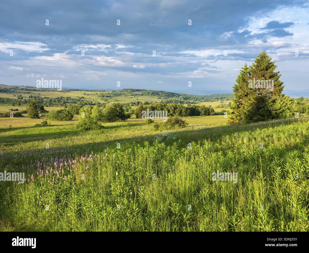 Paysage typique dans la réserve de biosphère de Rhoen, prairie de fleurs sauvages avec des nouilles de serpent, Bischofsheim dans le Rhoen, basse-Franconie, Rhoen, Bavarois R Banque D'Images