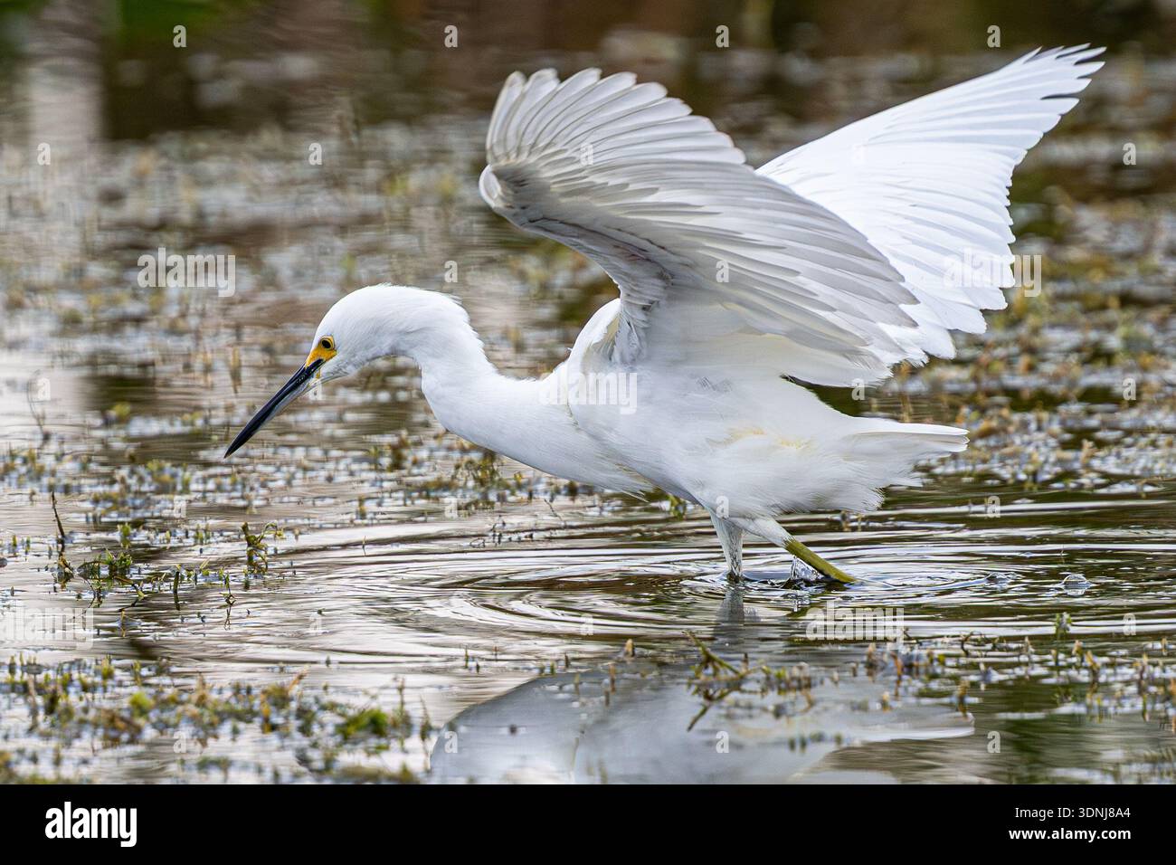 Chasse à l'aigrette enneigée - gros plan Egretta thula recherche de nourriture dans un marais / étang en Floride avec gros plan plumes blanches bec noir et gros plan détail des pieds jaunes Banque D'Images