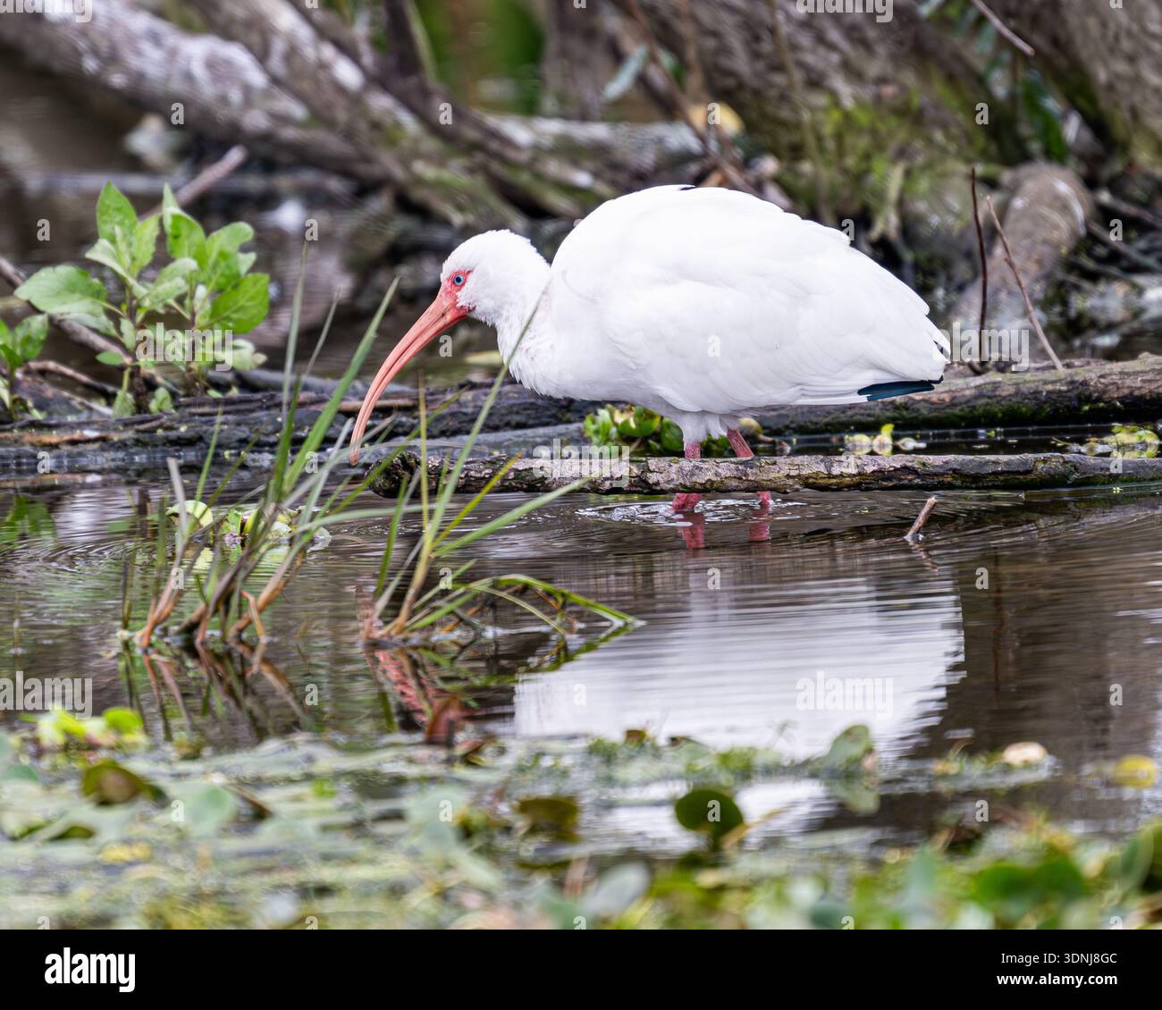 Ibis Wading close up blanc - Eudocimus albus gros plan preening - gros plan plumage blanc et détail facture rouge Banque D'Images