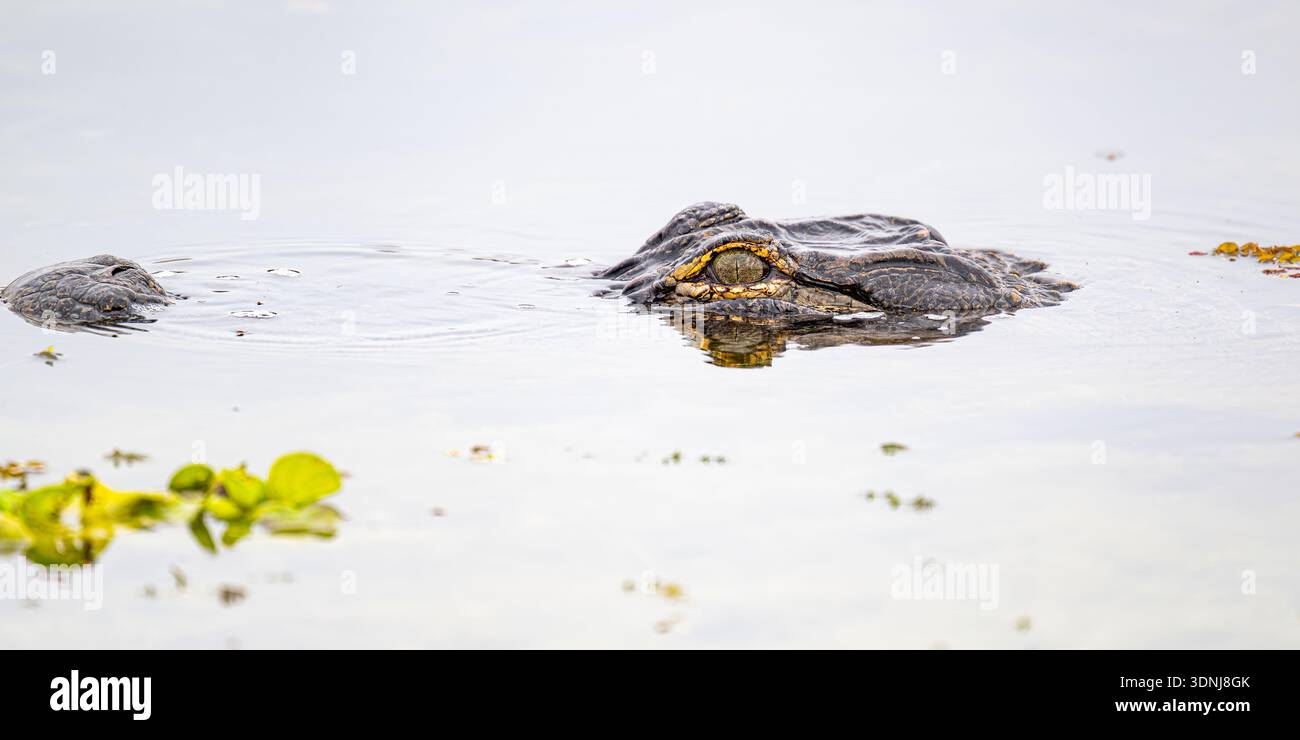 American Alligator Swamp Clouseup - Alligator mississippiensis dans la natation dans l'eau - reptile menacé de Floride - gros plan sur les yeux et le crâne Banque D'Images