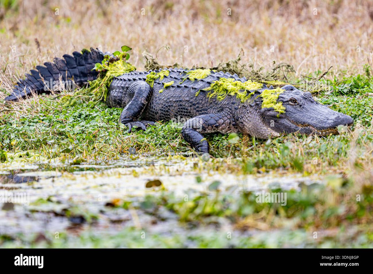 Marais d'alligators américains - Alligator mississippiensis dans la natation dans l'eau - reptile menacé de Floride - gros plan sur les yeux et les dents Banque D'Images