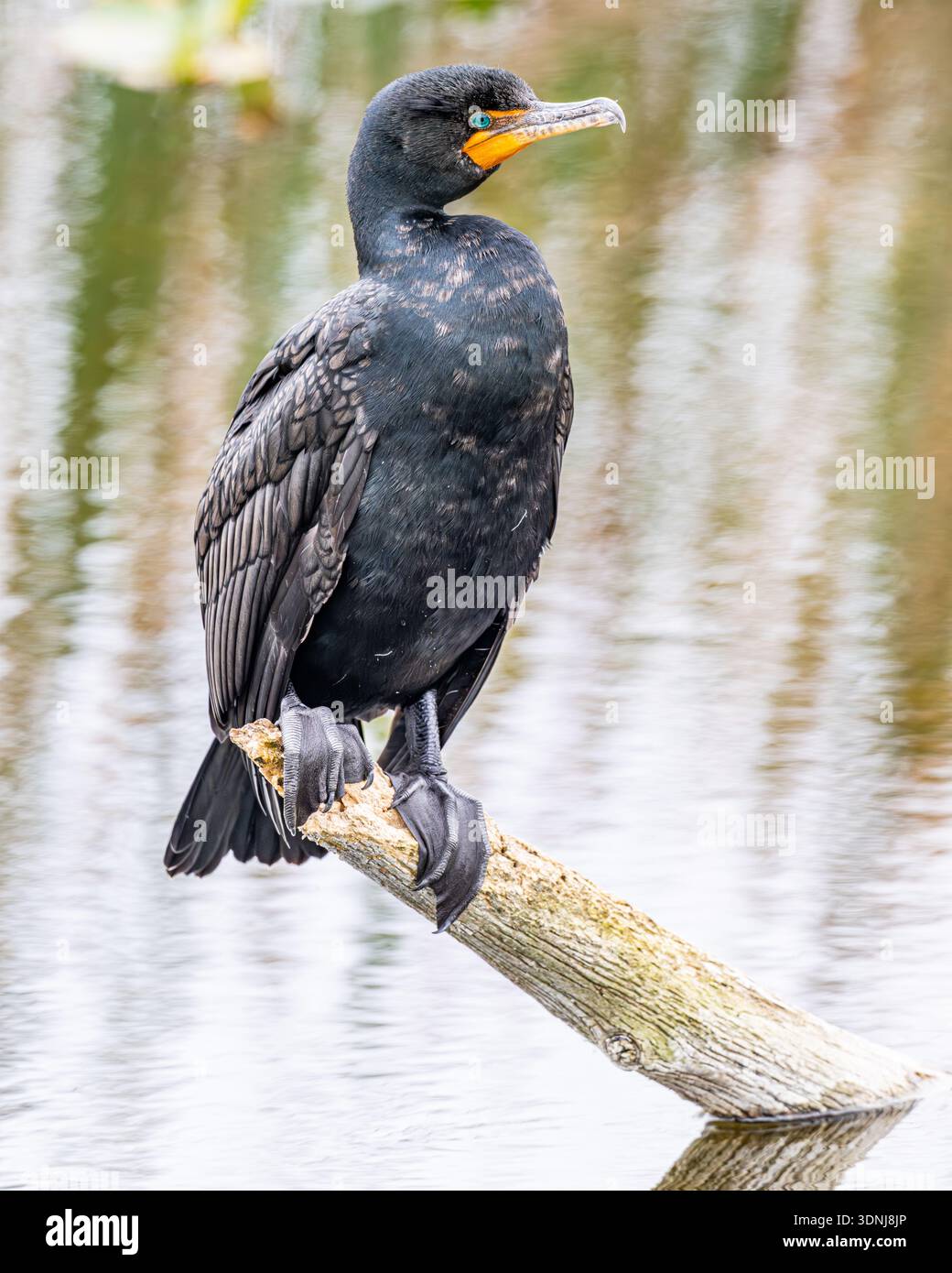Cormoran perché à double crête en gros plan - Nannopterum auritum en gros plan sur la branche avec plumage et détail des pieds palmés dans les marécages sauvages de Floride Banque D'Images