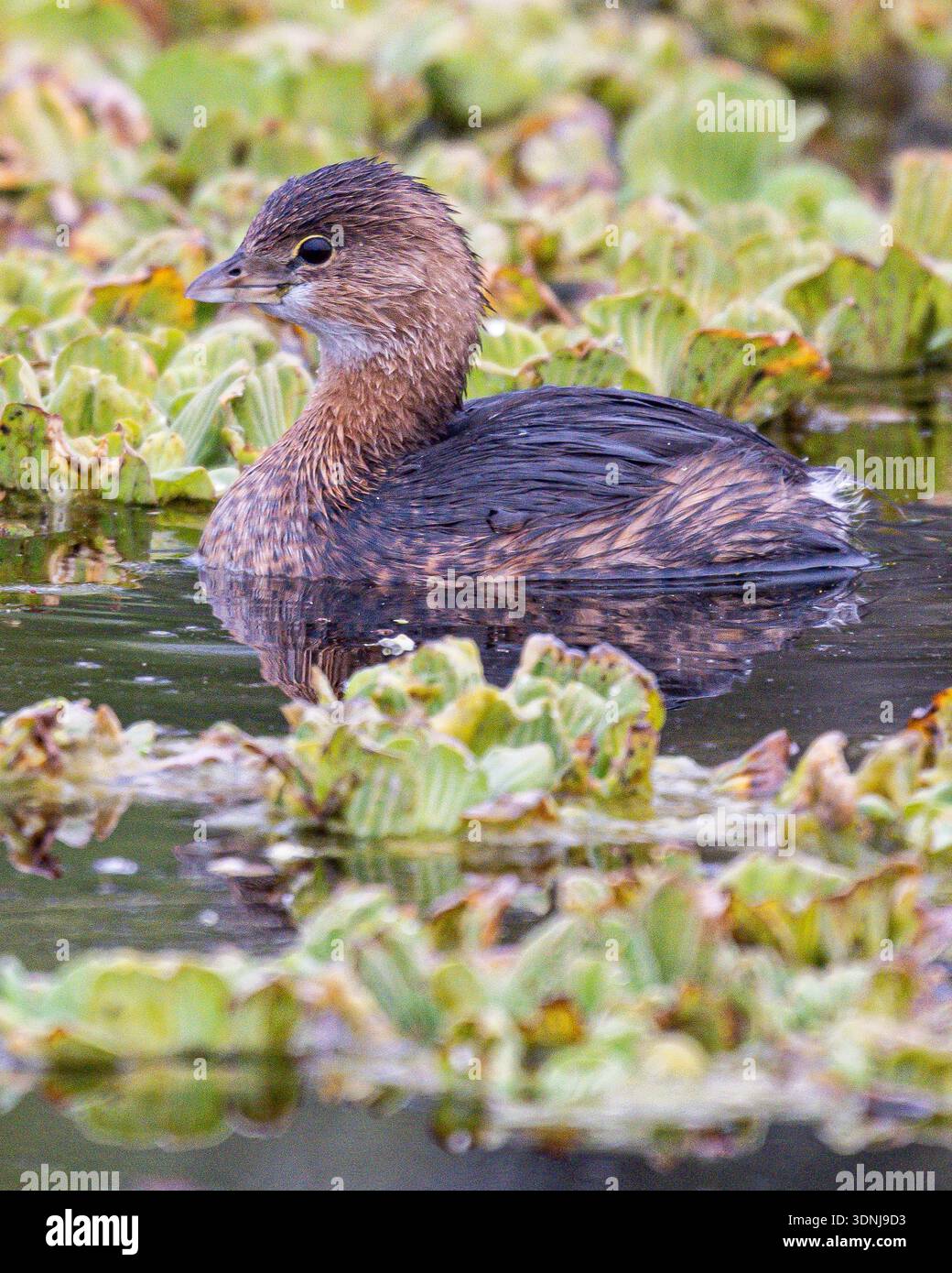 Pied-bec Grebe nager dans l'étang - Podilymbus podiceps dans l'eau avec la flore verte - observation des oiseaux de la faune dans les zones humides de Floride Banque D'Images
