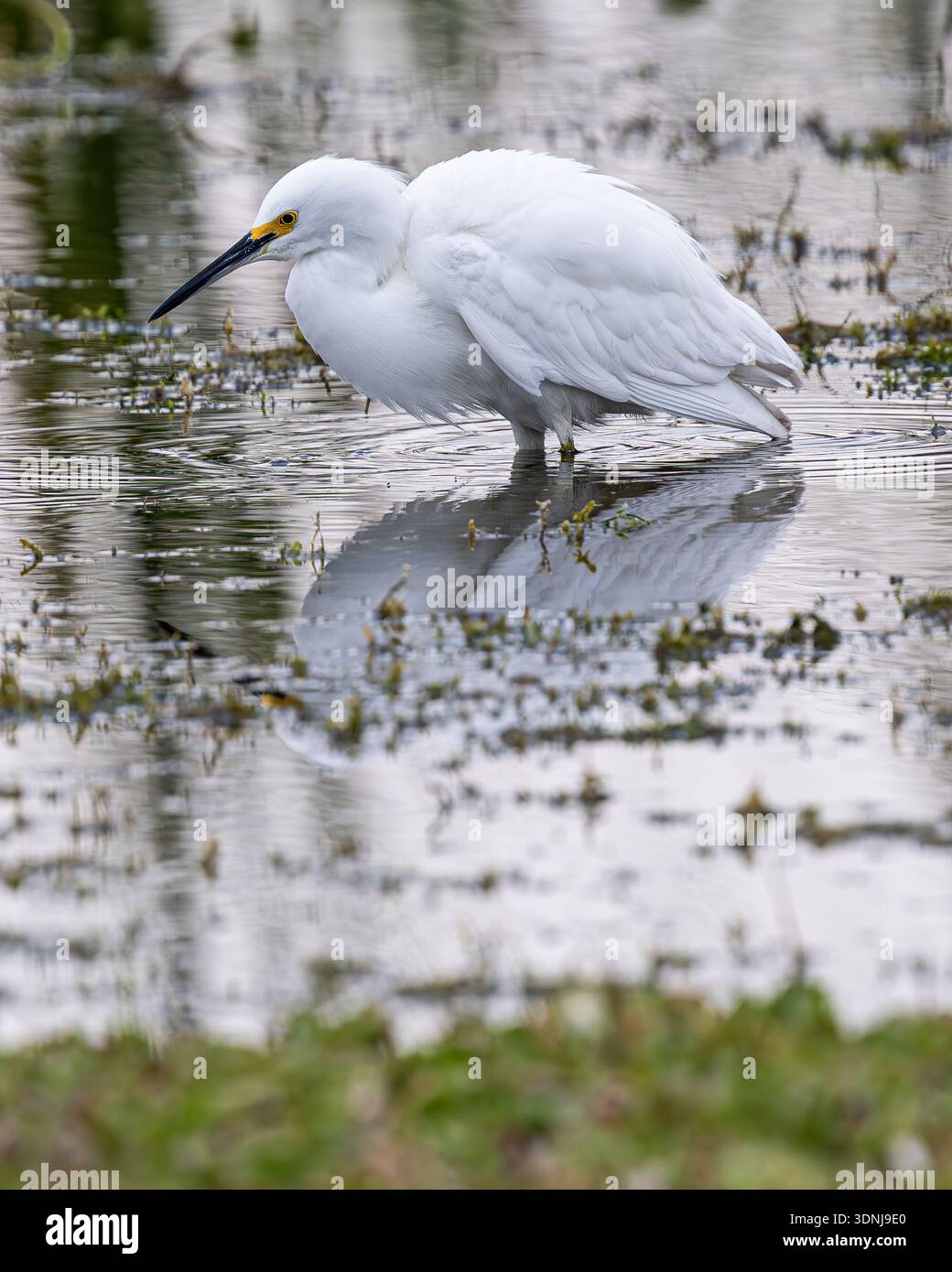 Chasse à l'aigrette enneigée - gros plan Egretta thula recherche de nourriture dans un marais / étang en Floride avec gros plan plumes blanches bec noir et gros plan détail des pieds jaunes Banque D'Images