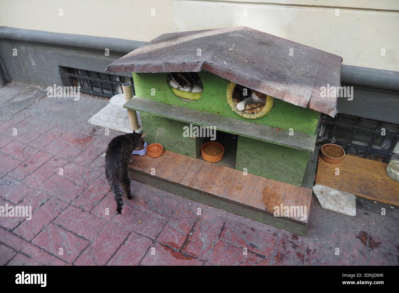 Les chats profitent d'un abri à l'extérieur d'un bâtiment dans une zone très fréquentée Banque D'Images