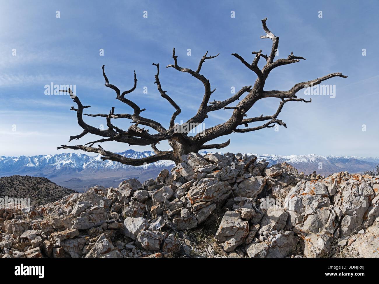 Vieux squelette d'arbre mort sur un sommet des montagnes Inyo avec la Sierra Nevada Mountain Range dans la distance à travers la vallée d'Owens Banque D'Images