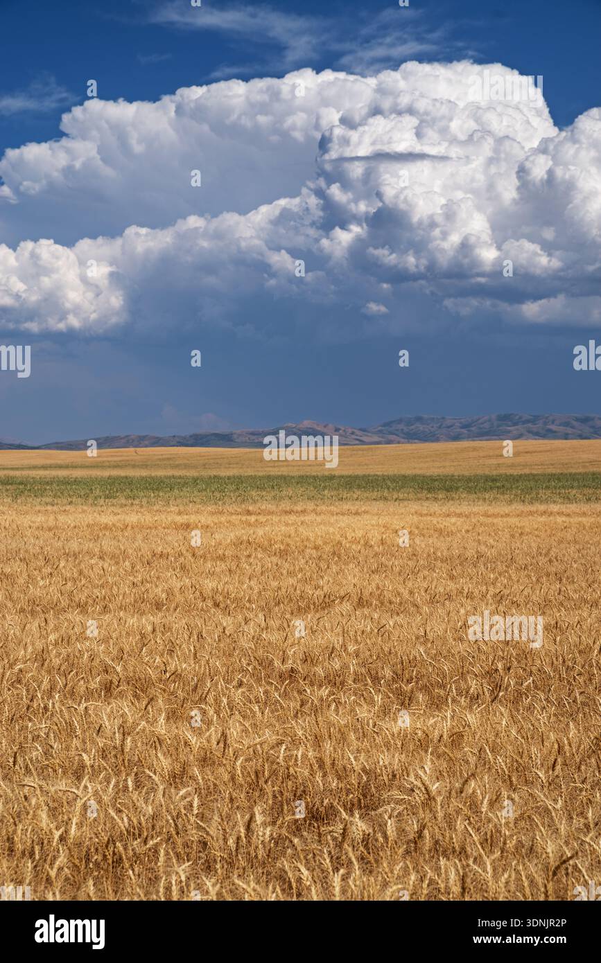 Image verticale d'un champ de grains de l'Idaho avec des nuages de cumulus circulants distants Banque D'Images