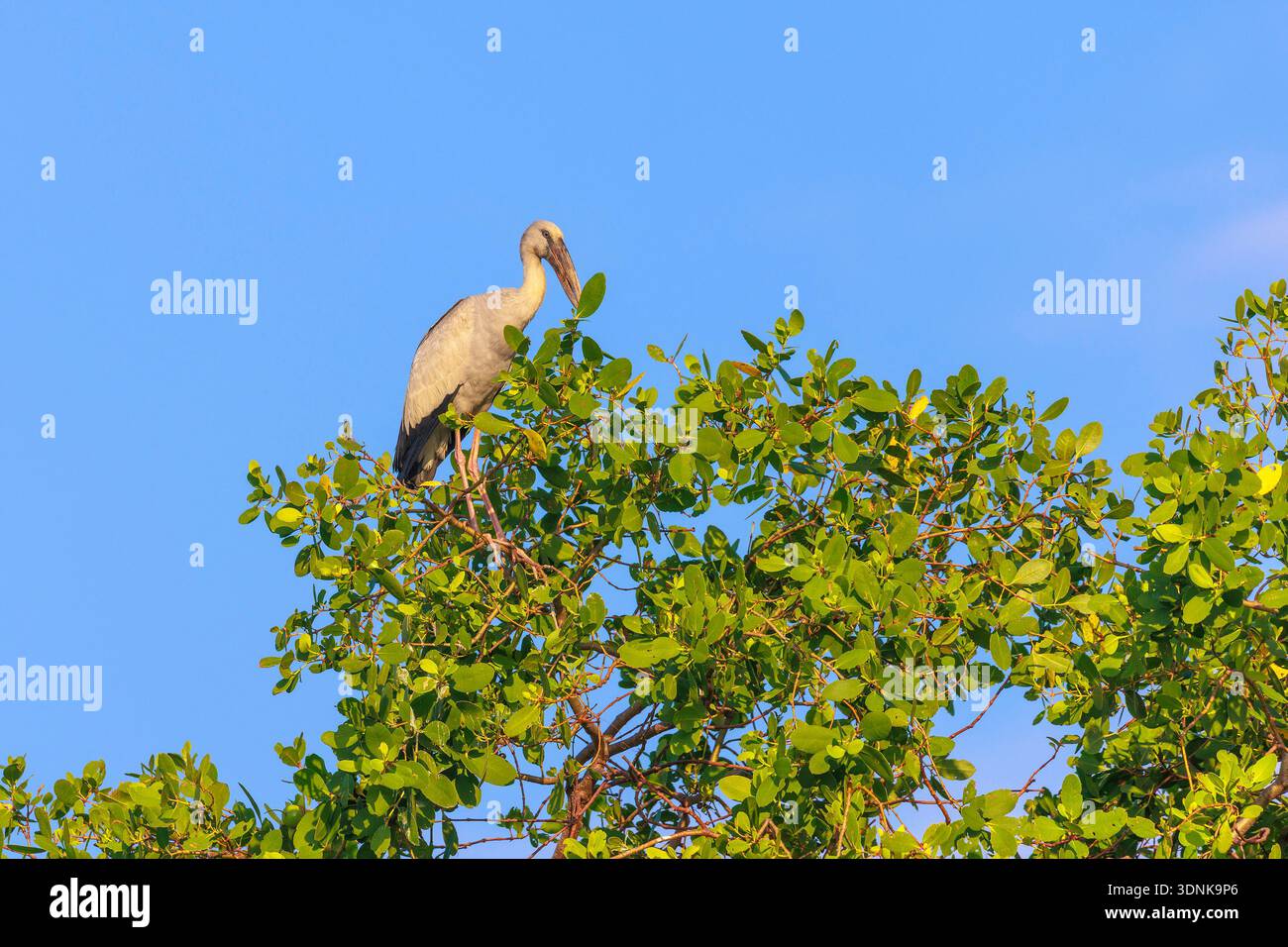 Asian Openbill perché dans la réserve de Kalametiya, Sri Lanka Banque D'Images