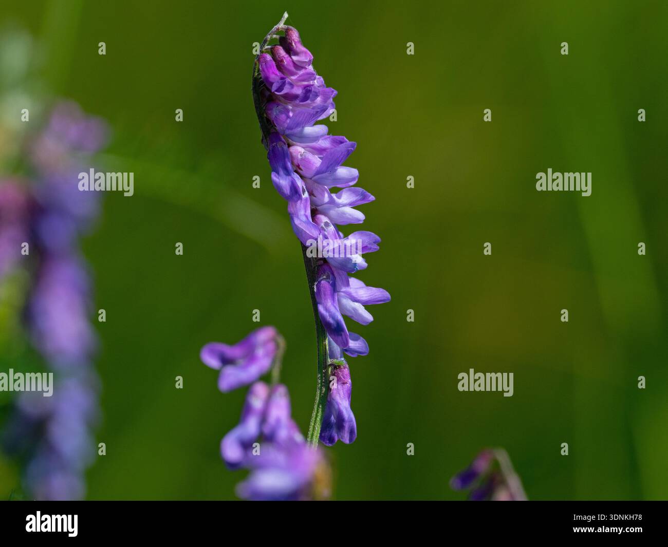 Vestes touffues Vicia cracca West Sedgemoor RSPB Reserve, Somerset Levels and Moors, Somerset, Angleterre, Royaume-Uni, juillet 2020 Banque D'Images