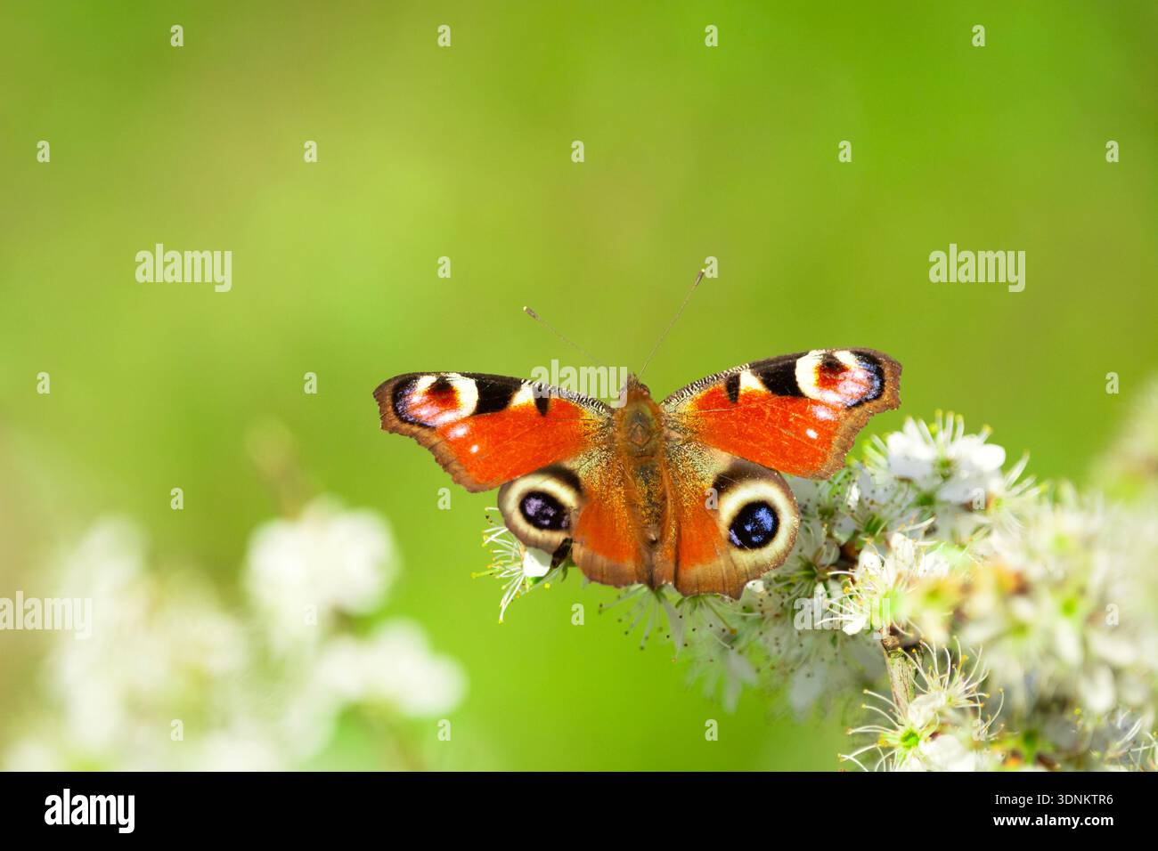 Un papillon paon est assis sur une fleur blanche Banque D'Images