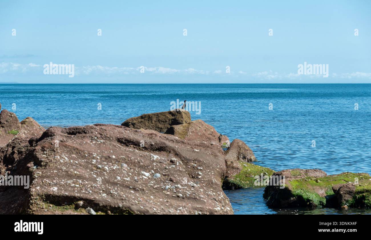 Devon Coastline, et Un Lone Cormorant. Banque D'Images