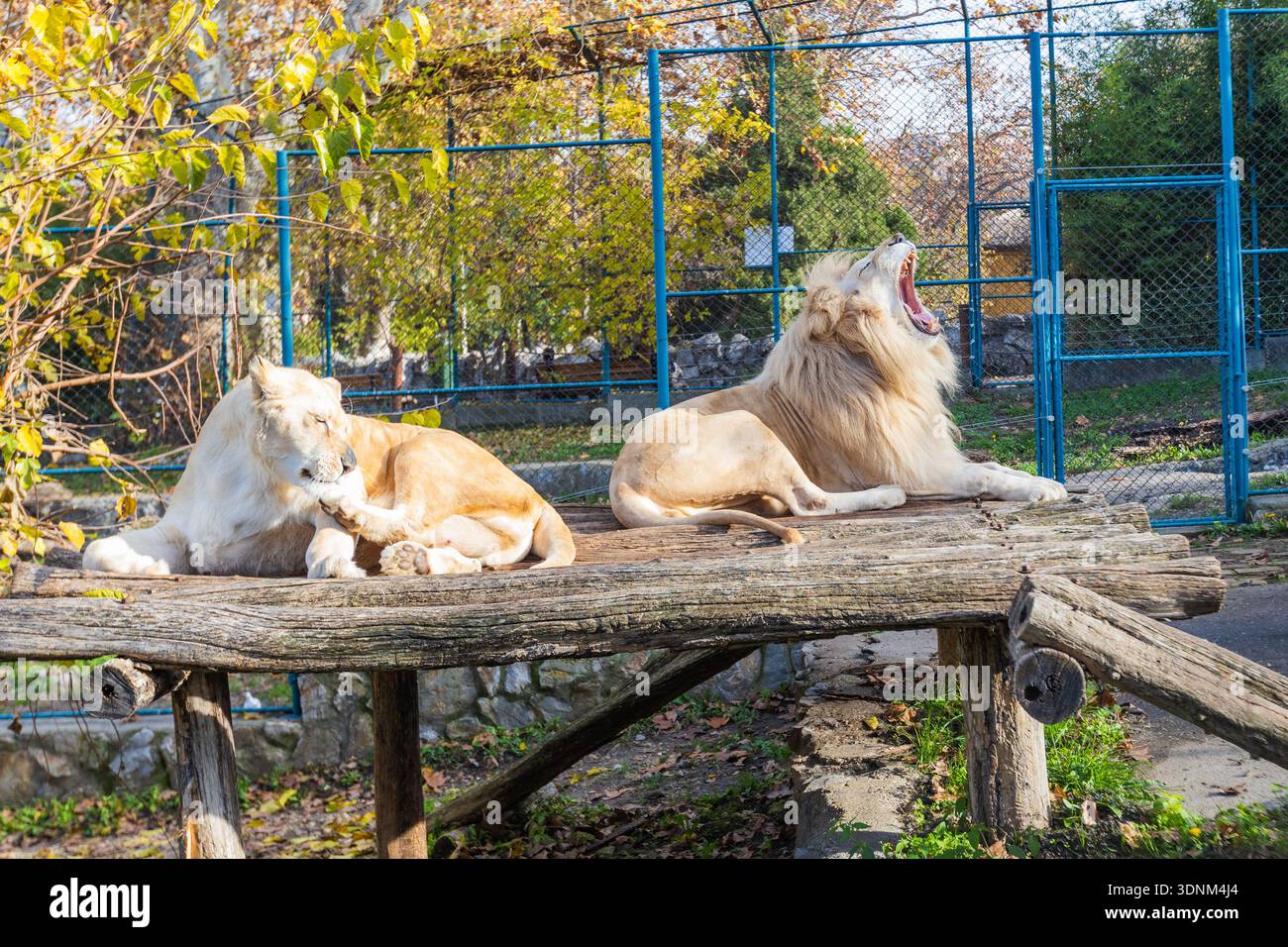 Un lion mâle majestueux bâille largement tandis qu'une rare lionne blanche repose à côté de lui sur une plate-forme en bois dans l'enceinte de leur zoo. Banque D'Images