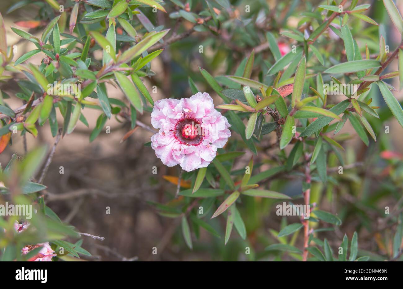 Vue macro d'une fleur de Manuka à double pétale rose Leptospermum scoparium fleurissant parmi de petites feuilles vertes persistantes Banque D'Images