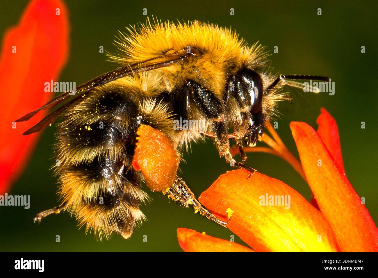 GROS PLAN EXTRÊME D'UNE BOURDON SAUVAGE BRITANNIQUE MONTRANT UN GRAND PANIER DE POLLEN PLEIN ET RECUEILLANT LE POLLEN ET LE NECTAR D'UNE FLEUR DE CROCOSMIA Banque D'Images