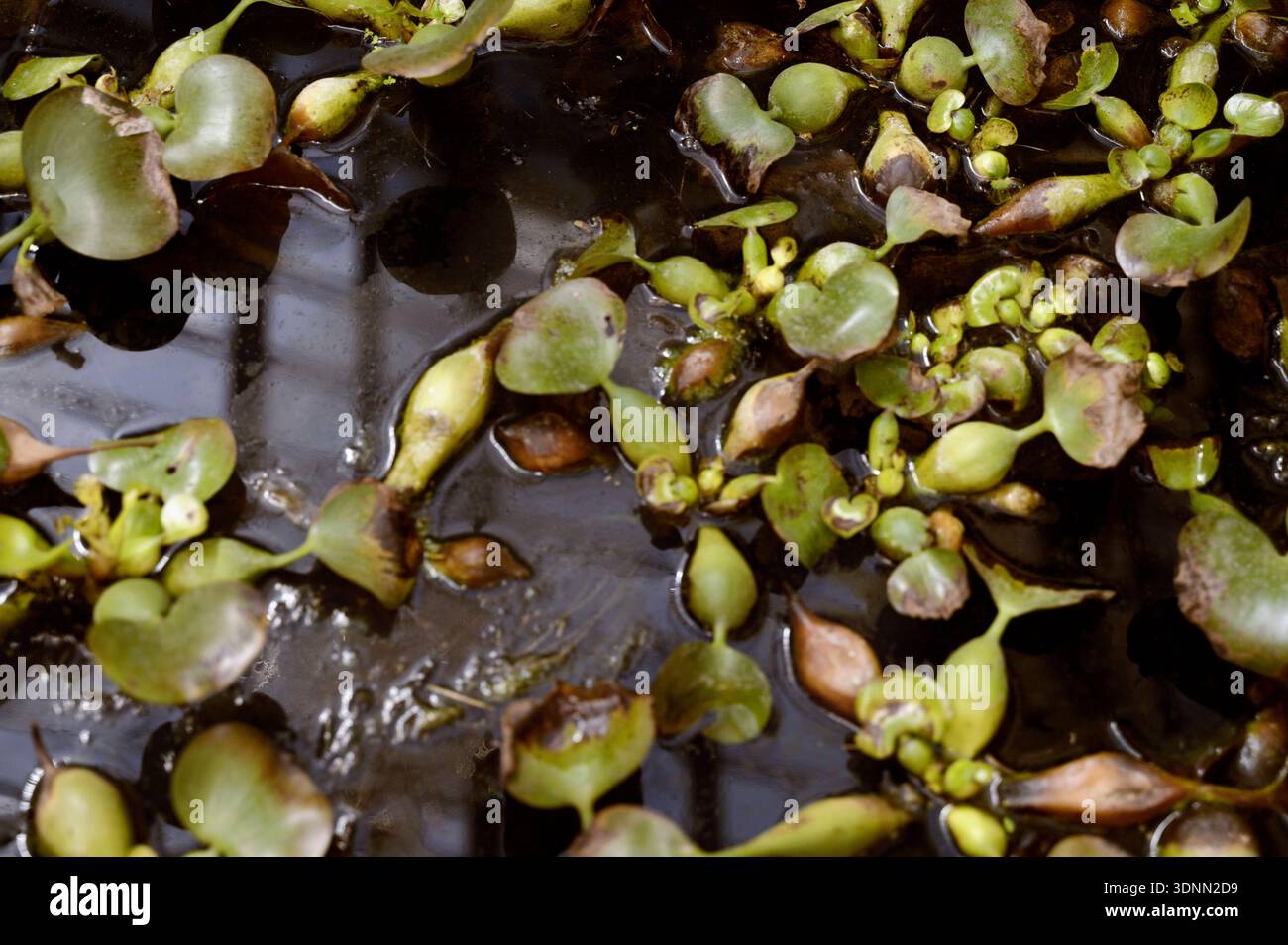 Gros plan de plantes de jacinthe d'eau flottant sur l'eau sombre dans un étang de serre. Concept de beauté botanique aquatique, cycle de vie des plantes flottantes et tran Banque D'Images