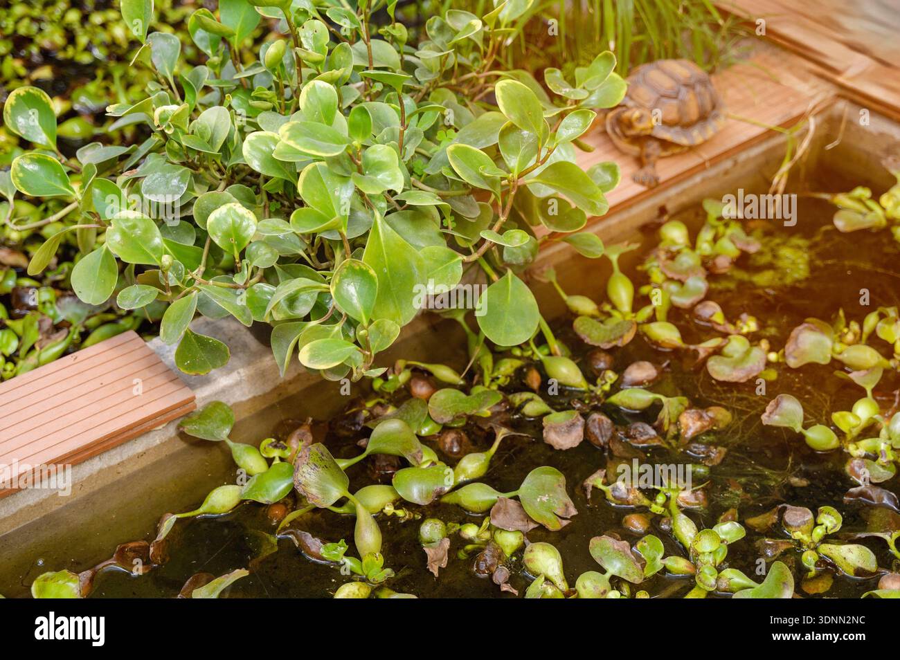 Tortue Hermann reposant au bord d'une eau de serre avec un feuillage vert luxuriant Peperomia. Concept d'écosystème d'arrière-cour, soins de reptiles domestiques et tr Banque D'Images