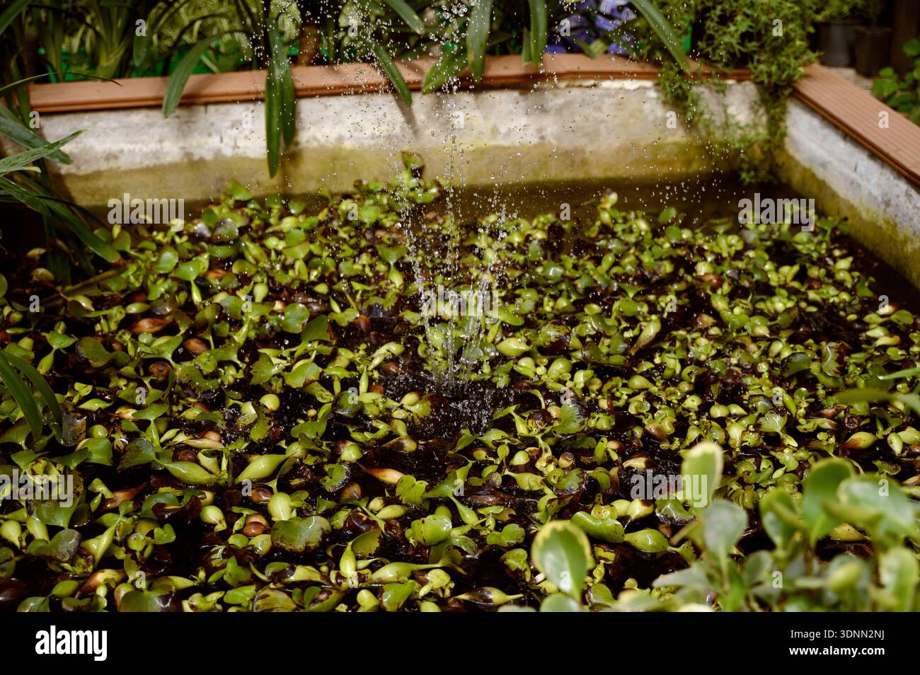 Petite fontaine d'eau pulvérisant sur un étang rempli de plantes de jacinthe d'eau flottantes. Concept de conception de caractéristique d'eau de jardin, atmo de serre relaxant Banque D'Images