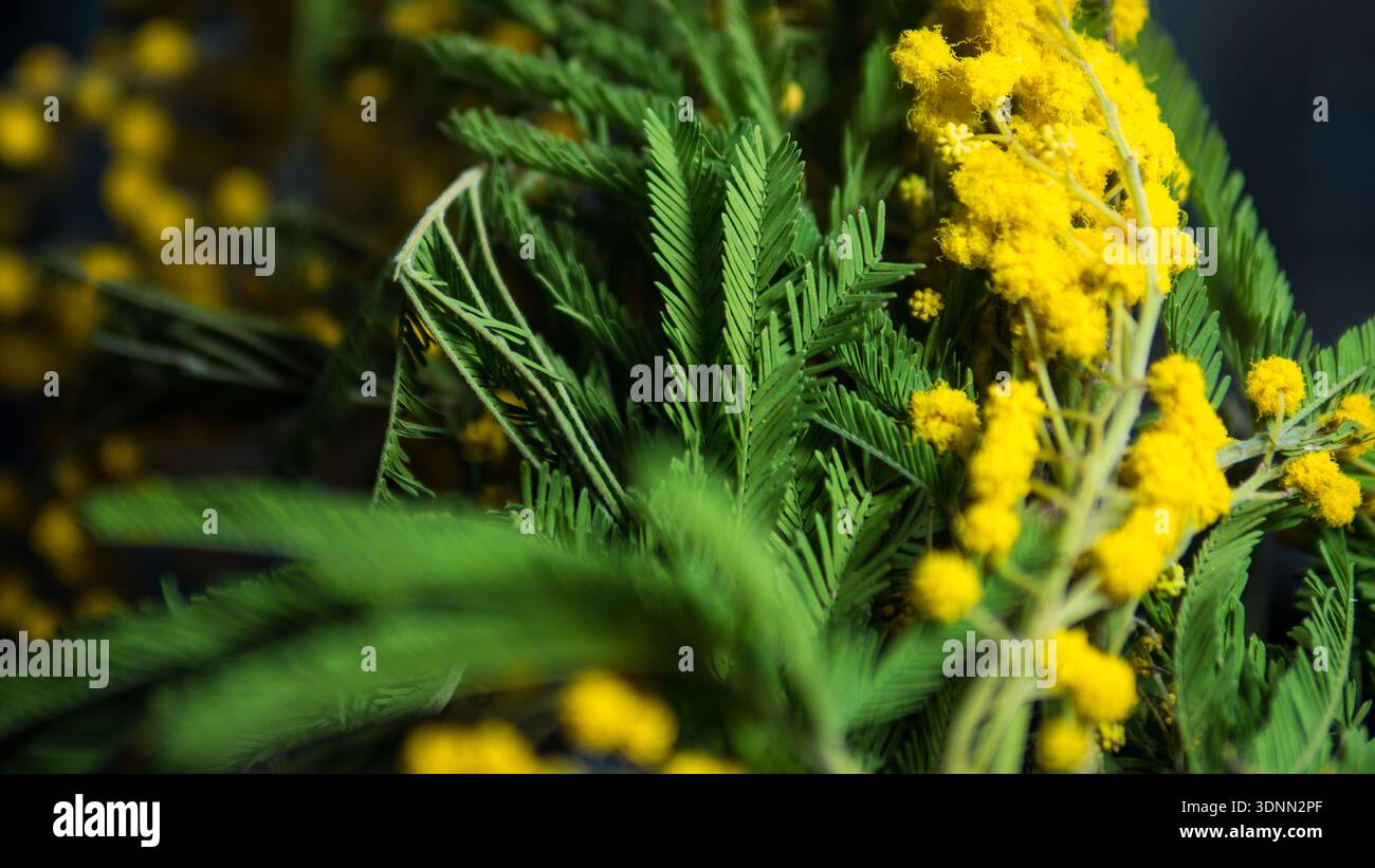 Mimosa Flowers Macro fond Banque D'Images