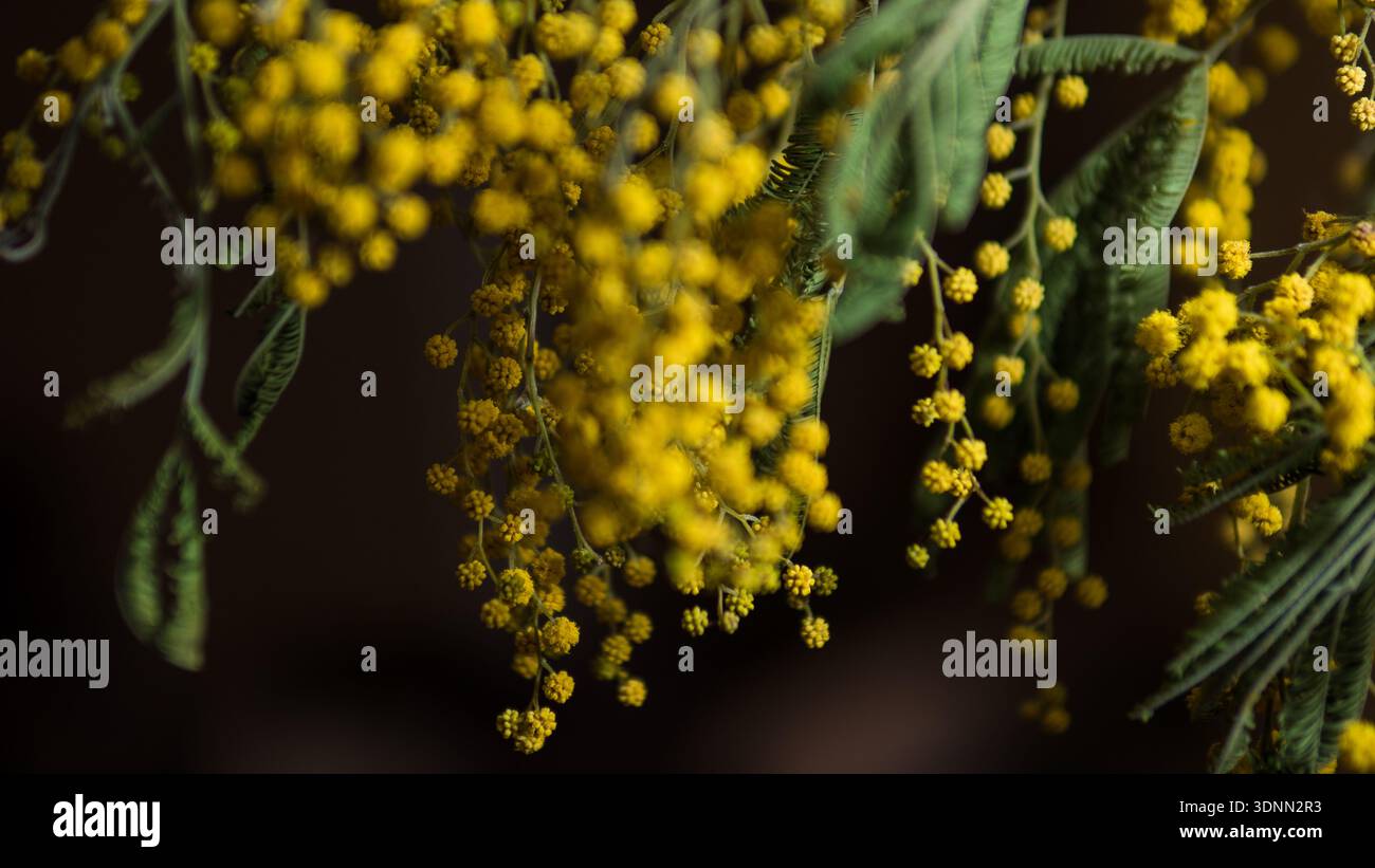 Mimosa Flowers Macro fond Banque D'Images