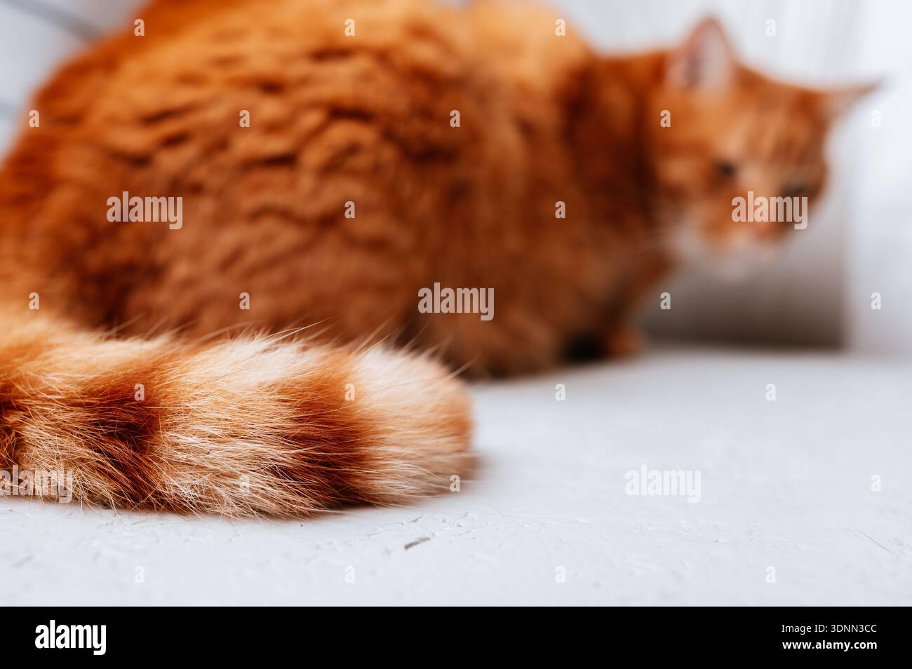 Scène confortable de chat orange se prélassant avec queue rayée dans un environnement domestique confortable Banque D'Images