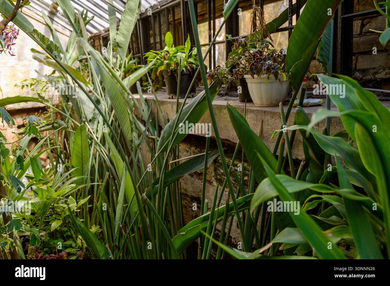 Grandes feuilles vertes Strelitzia nicolai et plantes en pot dans un intérieur de serre ensoleillé. Concept de conception de paysage tropical, vibrations de la jungle urbaine, et Banque D'Images