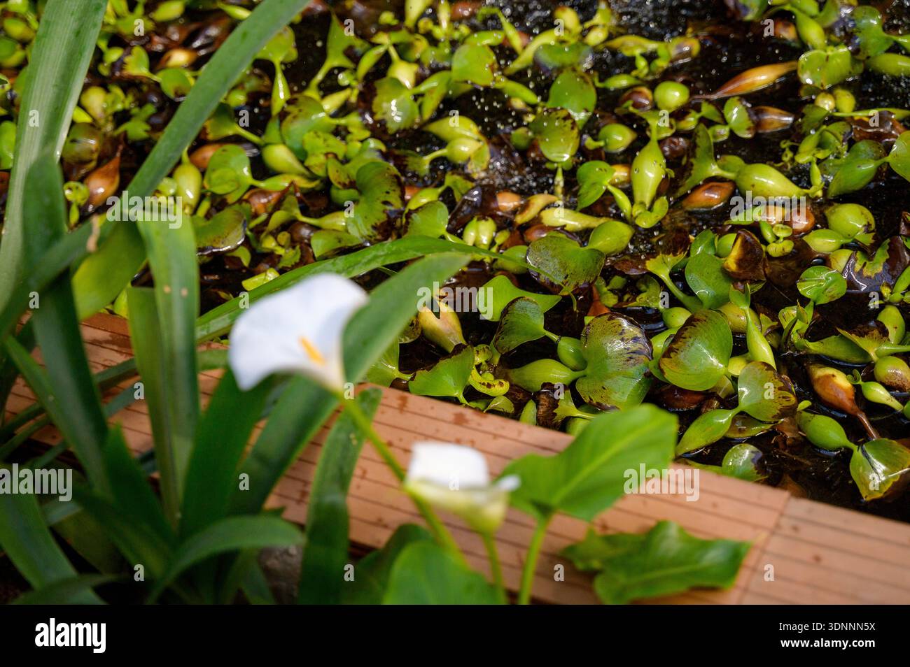 Fleur de lys de Calla blanc fleurissant devant un étang de serre avec jacinthe d'eau flottante. Concept de beauté florale élégante et botanique professionnelle Banque D'Images