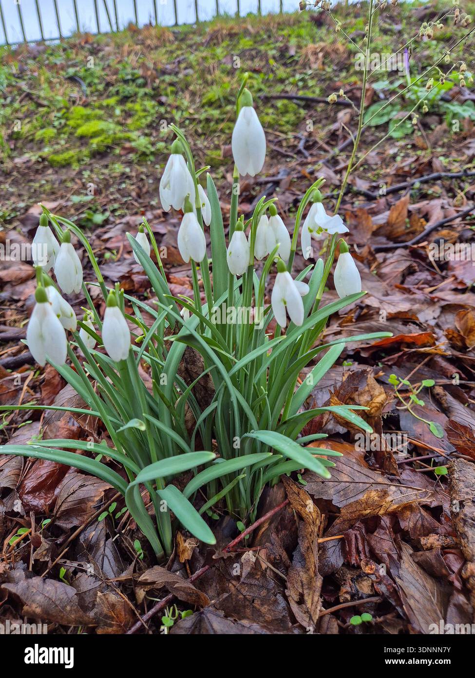 La première apparition de Crocus avant le printemps 2026 à Nottingham, Royaume-Uni. Banque D'Images