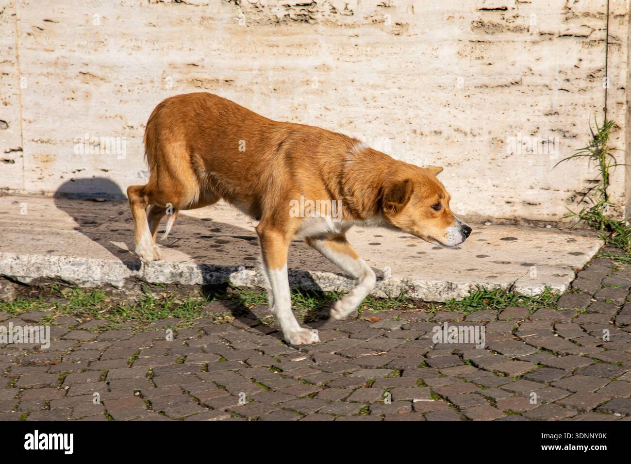 Chien errant à Tirana, Albanie Banque D'Images