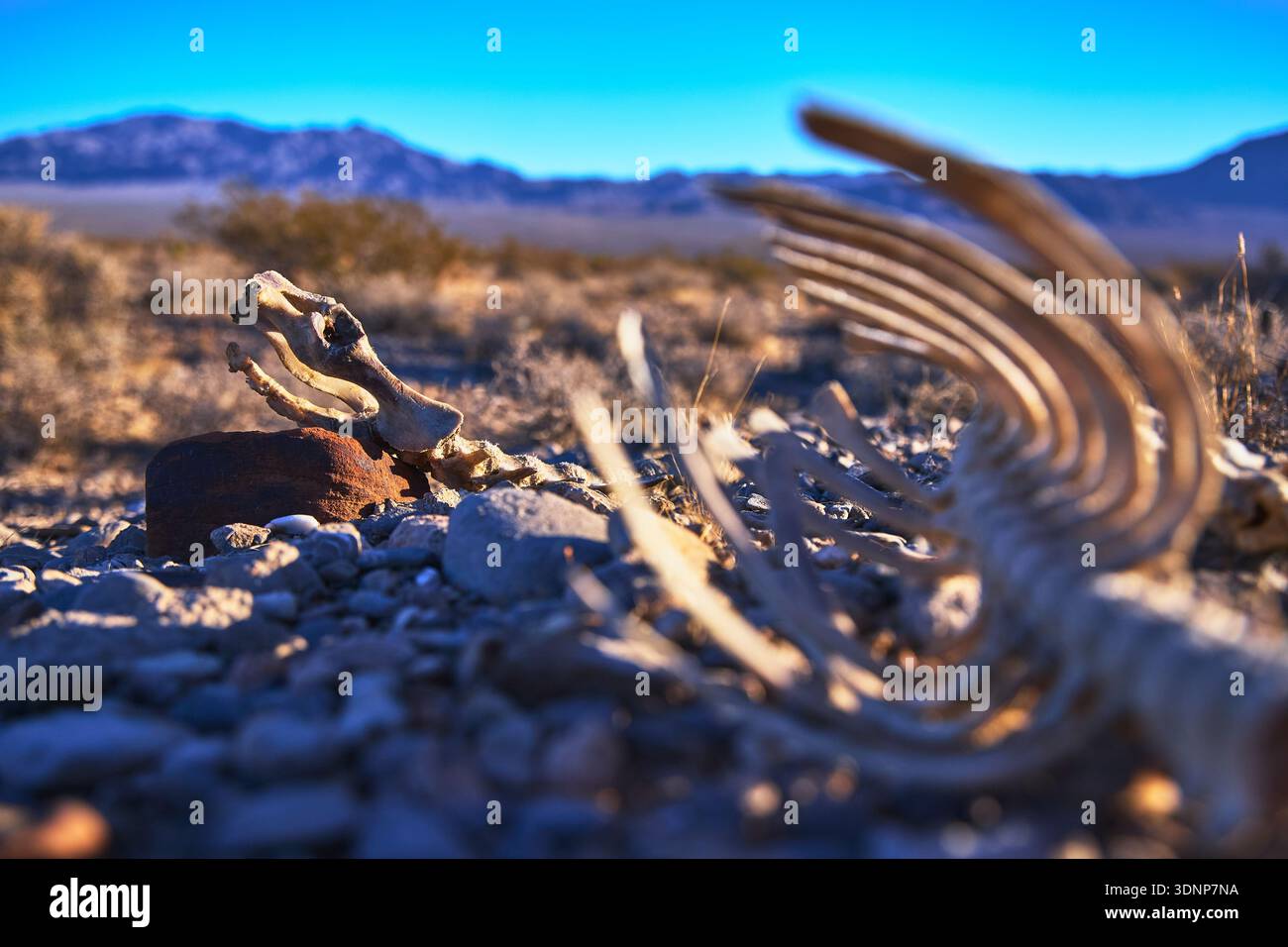 Squelette animal Mule Deer Bones dans le paysage du désert Red Rock Canyon Banque D'Images