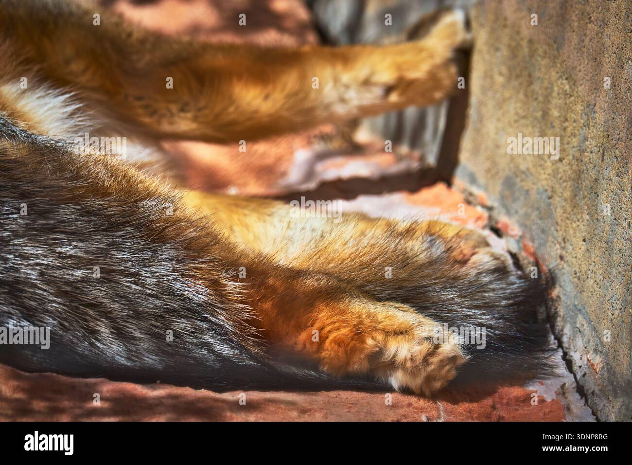 Gros plan sur les jambes et la fourrure du renard gris sur la texture de la faune à la surface de la pierre ensoleillée Banque D'Images