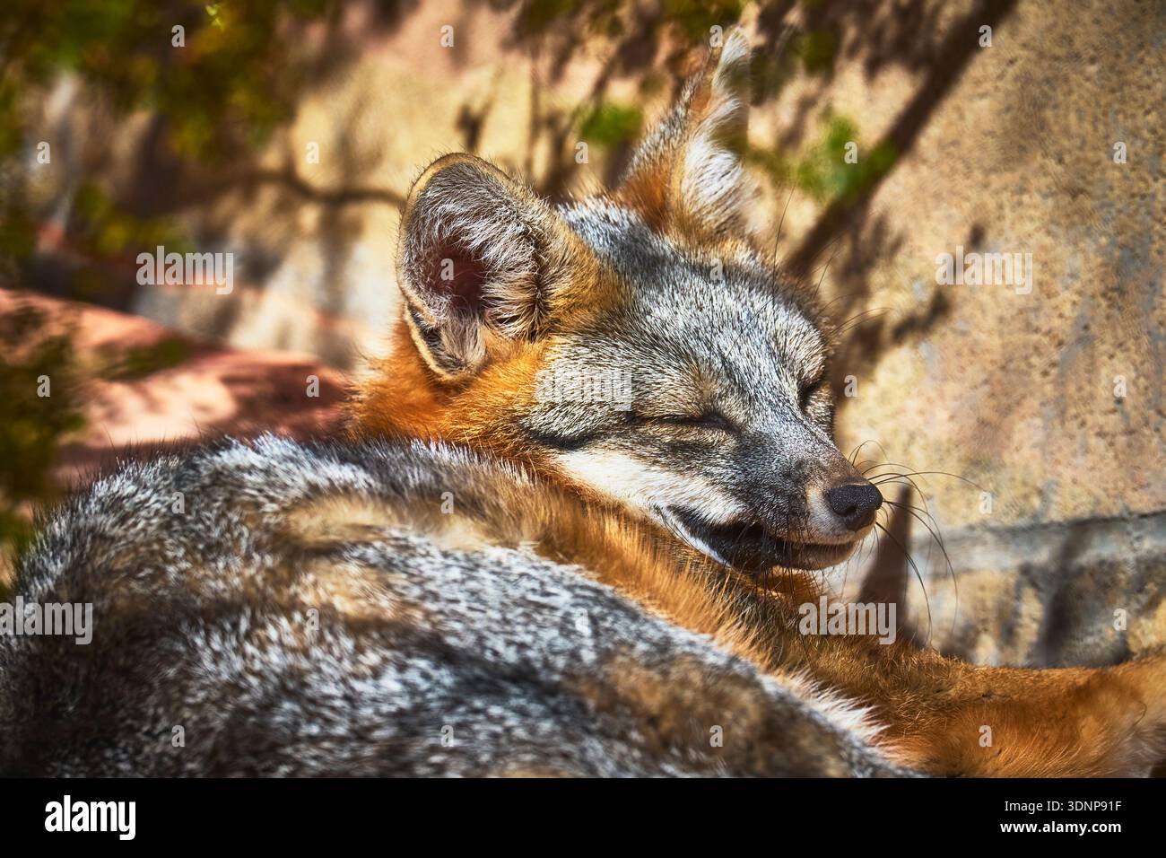 Renard gris reposant au soleil gros plan sur la scène de la faune tranquille détail de fourrure d'animal Banque D'Images